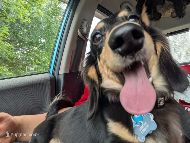 Aceimus Maximus Meridicus – Miniature Dachshund puppy for sale in Old Chatham, NY