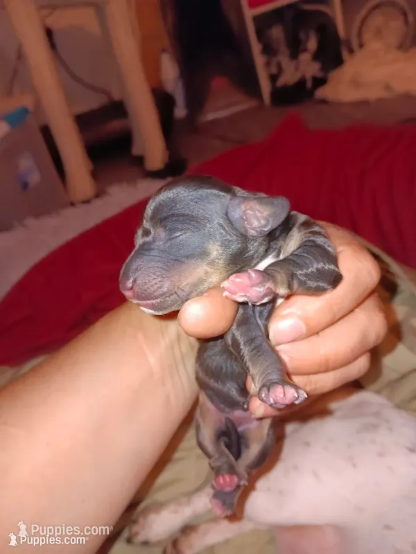 Shadow – Miniature Dachshund puppy for sale in Brainard, NY