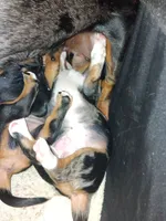 Prince, a male Miniature Dachshund for sale in Old Chatham, NY – 2 of 5