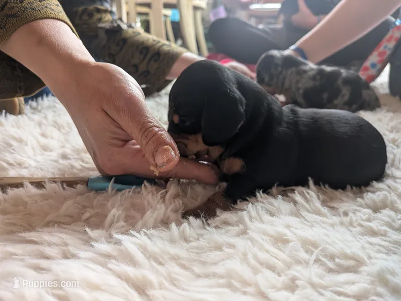 Dandelion  – Miniature Dachshund puppy for sale in Old Chatham, NY