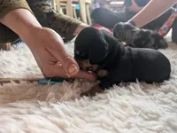 Dandelion Tea, a female Miniature Dachshund for sale in Old Chatham, NY – 4 of 10