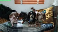 Moon, a female Miniature Dachshund for sale in Brainard, NY – 7 of 7
