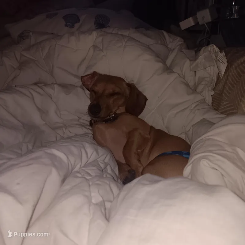 Copper cowboy aka Taco – Miniature Dachshund puppy for sale in Old Chatham, NY