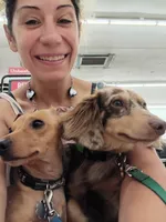 Taco Cowboy (choc based English cream), a male Miniature Dachshund for sale in Old Chatham, NY – 7 of 8