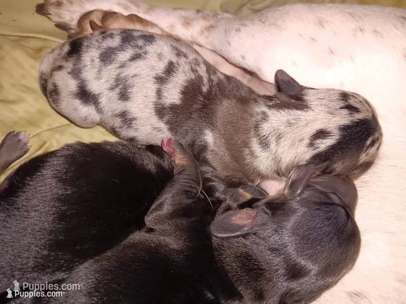 Toby – Miniature Dachshund puppy for sale in Brainard, NY