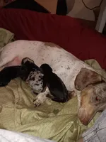 Toby, a male Miniature Dachshund for sale in Brainard, NY – 2 of 6