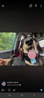 Super Nova Outlaw & Maximus Aceimus Meridicus, a  Miniature Dachshund for sale in Brainard, NY – 2 of 5