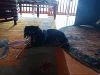Aceimus Maximus Meridicus, a male Miniature Dachshund for sale in Old Chatham, NY – 7 of 8