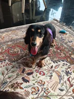 Aceimus Maximus Meridicus, a male Miniature Dachshund for sale in Old Chatham, NY – 5 of 8