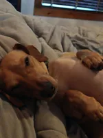 Copper cowboy aka Taco, a male Miniature Dachshund for sale in Old Chatham, NY – 1 of 5