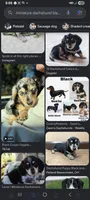 Dilly pickle (khosher), a male Miniature Dachshund for sale in Brainard, NY – 2 of 6