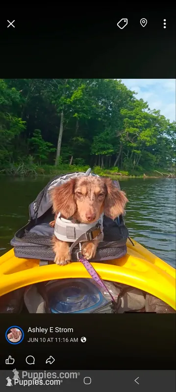 Tiny Tony Toby  – Miniature Dachshund puppy on hold in Brainard, NY