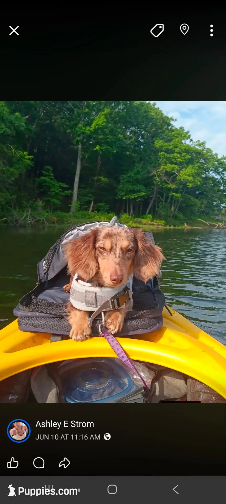 Tiny Tony Toby , a male Miniature Dachshund for sale in Brainard, NY – 1 of 8