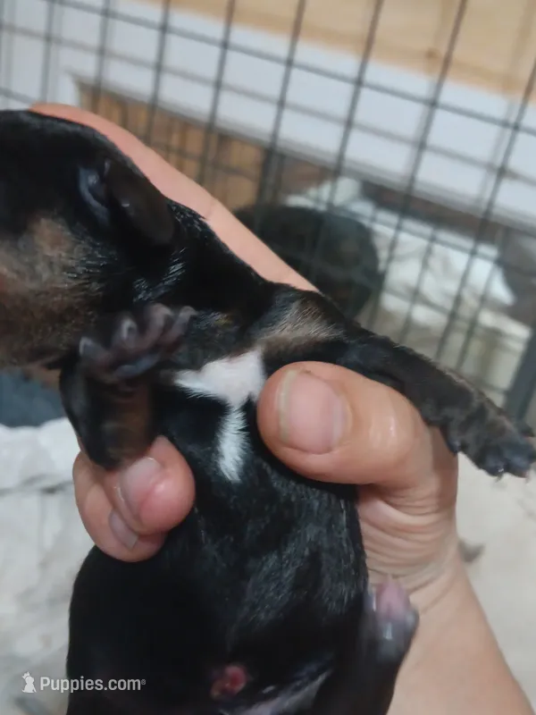 William  – Miniature Dachshund puppy for sale in Brainard, NY