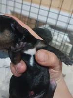 William , a male Miniature Dachshund for sale in Brainard, NY – 1 of 4