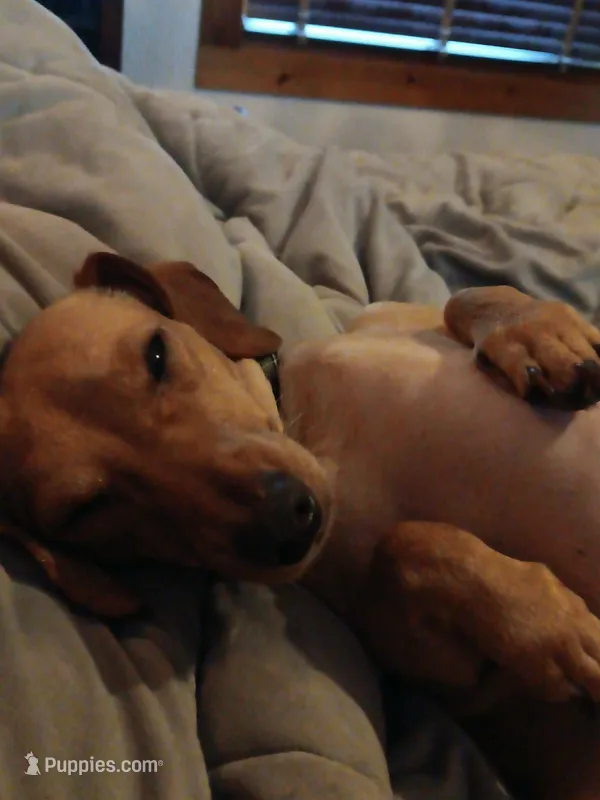 Copper cowboy aka Taco – Miniature Dachshund puppy for sale in Old Chatham, NY