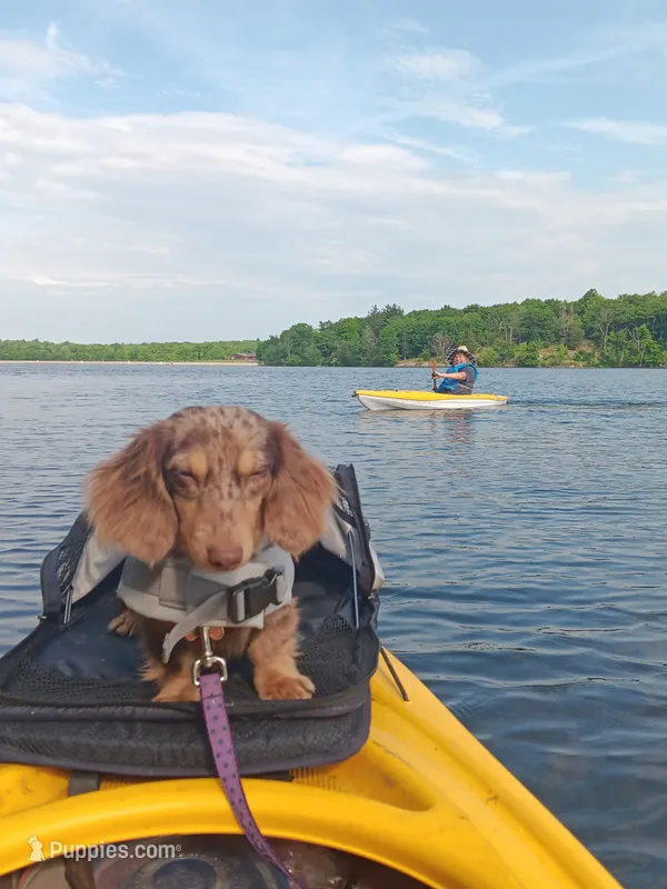 Tiny Toni Toby  – Miniature Dachshund puppy for sale in Old Chatham, NY