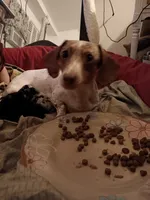 Shadow, a female Miniature Dachshund for sale in Brainard, NY – 6 of 7