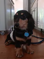 Aceimus Maximus Meridicus, a male Miniature Dachshund for sale in Old Chatham, NY – 2 of 8