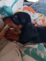 Dandelion Tea, a female Miniature Dachshund for sale in Old Chatham, NY – 5 of 10