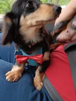 Aceimus Maximus Meridicus, a male Miniature Dachshund for sale in Old Chatham, NY – 3 of 8