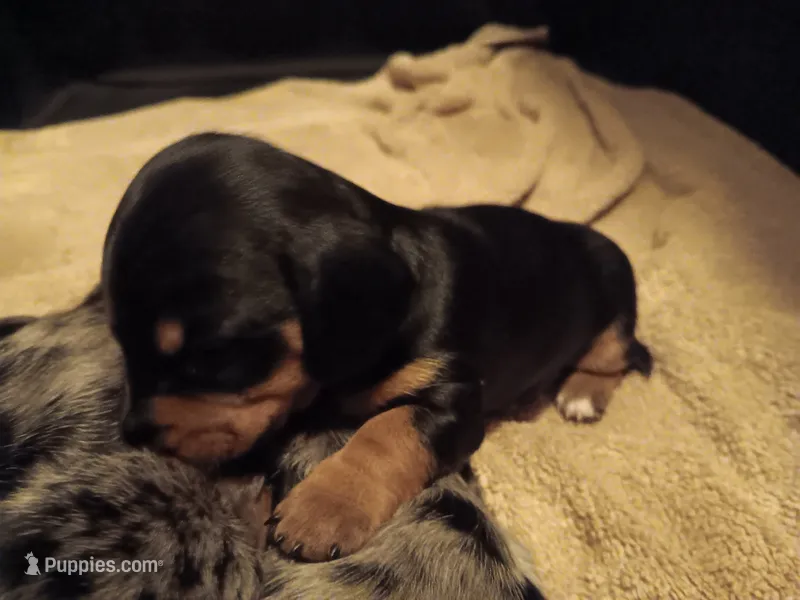 Dandelion  – Miniature Dachshund puppy for sale in Old Chatham, NY