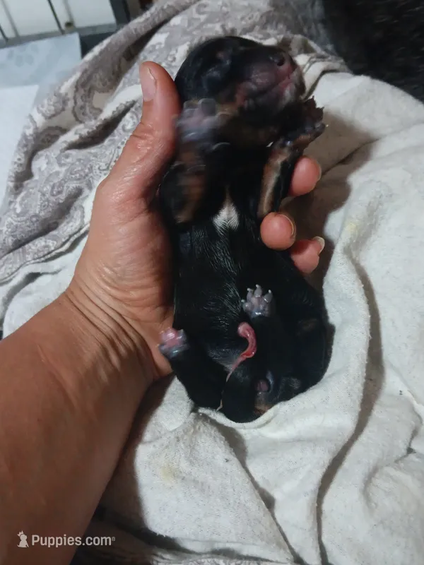 Shera – Miniature Dachshund puppy for sale in Brainard, NY