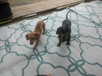 Copper cowboy aka Taco, a male Miniature Dachshund for sale in Old Chatham, NY – 3 of 5