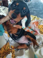 Dandelion Tea, a female Miniature Dachshund for sale in Old Chatham, NY – 3 of 10