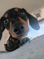 Dandelion Tea, a female Miniature Dachshund for sale in Old Chatham, NY – 9 of 10