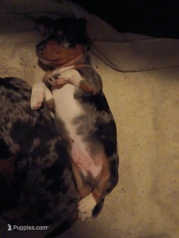 Prince – Miniature Dachshund puppy on hold in Old Chatham, NY