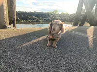 Tiny Toni Toby , a male Miniature Dachshund for sale in Old Chatham, NY – 5 of 10
