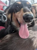 Aceimus Maximus Meridicus, a male Miniature Dachshund for sale in Old Chatham, NY – 6 of 8