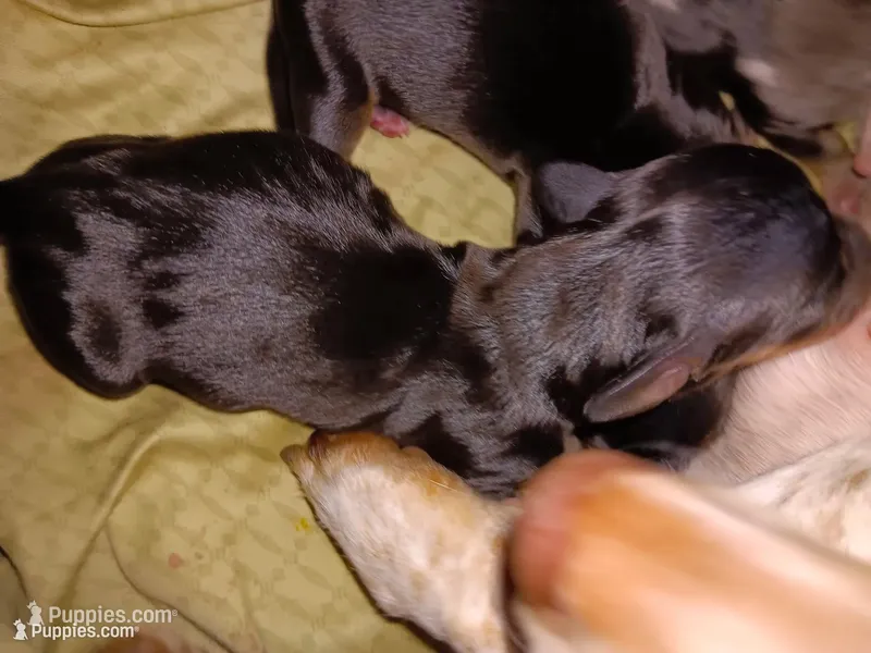 Shadow, a female Miniature Dachshund for sale in Brainard, NY – 1 of 7