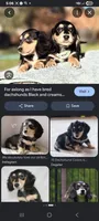 Shadow, a female Miniature Dachshund for sale in Brainard, NY – 4 of 7