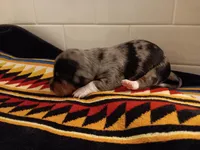 Prince, a male Miniature Dachshund for sale in Old Chatham, NY – Photo 2 of 4