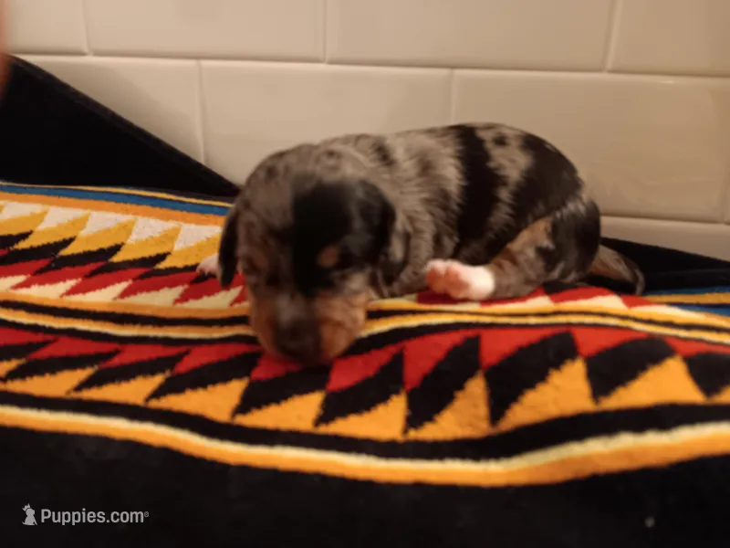 Prince – Miniature Dachshund puppy for sale in Old Chatham, NY