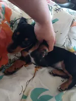Dandelion Tea, a female Miniature Dachshund for sale in Old Chatham, NY – 7 of 10