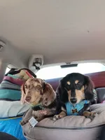 William , a male Miniature Dachshund for sale in Brainard, NY – 2 of 4