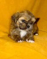 Freddy, a male Shih Tzu for sale in Westlake Village, CA – 2 of 3