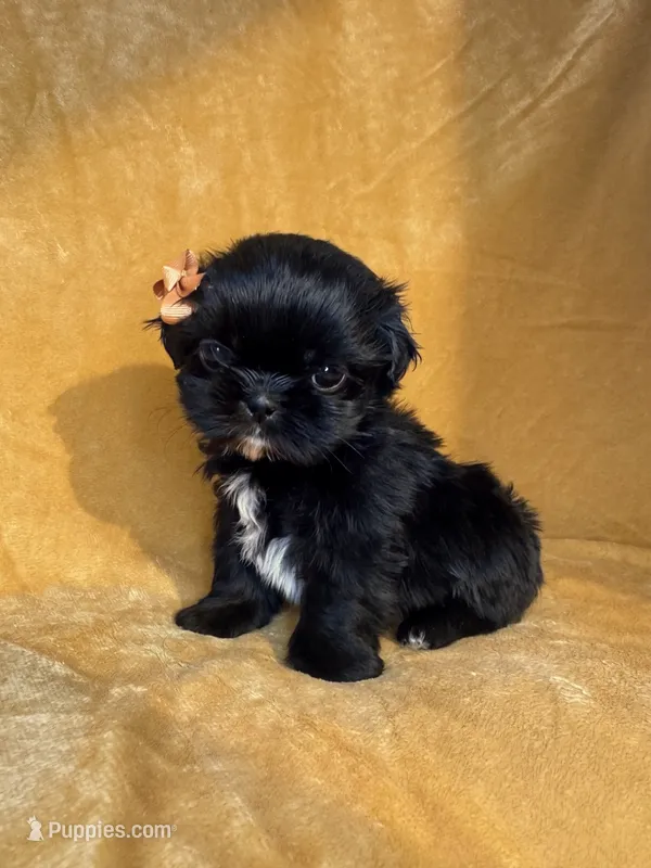 Sally – Shih Tzu puppy for sale in Westlake Village, CA