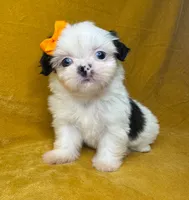 Gillie, a female Shih Tzu for sale in Westlake Village, CA – 3 of 3
