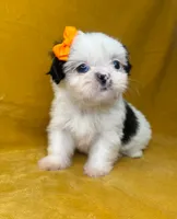 Gillie, a female Shih Tzu for sale in Westlake Village, CA – 1 of 3
