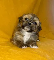 Freddy, a male Shih Tzu for sale in Westlake Village, CA – 3 of 3