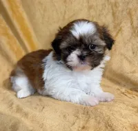 Jason, a male Shih Tzu for sale in Westlake Village, CA – 2 of 3