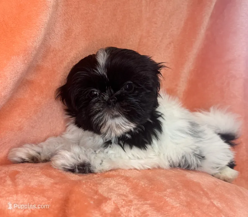 Oreo – Shih Tzu puppy for sale in Westlake Village, CA