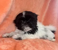 Oreo, a male Shih Tzu for sale in Westlake Village, CA – 1 of 4