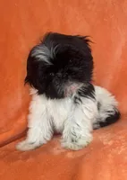 Oreo, a male Shih Tzu for sale in Westlake Village, CA – 2 of 4