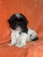 Oreo, a male Shih Tzu for sale in Westlake Village, CA – 4 of 4