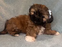 Cookie, a female Shih Tzu for sale in Westlake Village, CA – 2 of 2